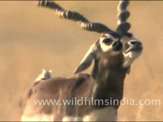 Twisted horns of Blackbuck