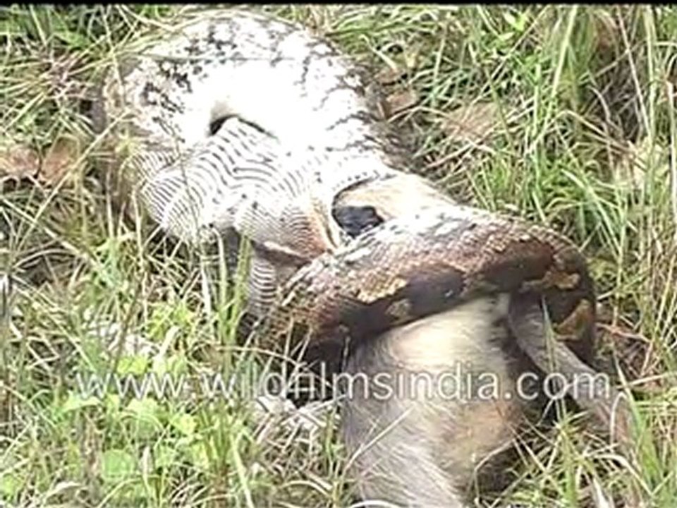 Python Eating Langoor!