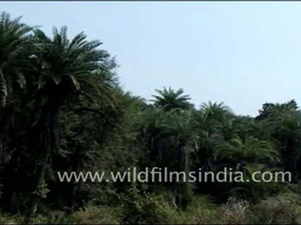 Trees in Jaisamand Wildlife Sanctuary