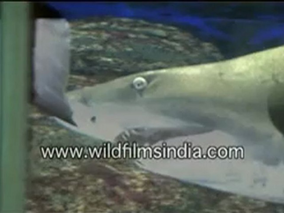 Sharks ahoy!