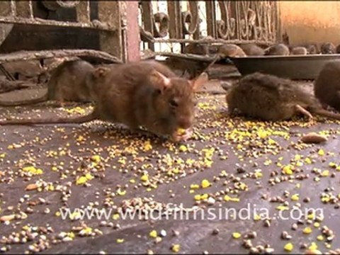 Rats in Karni Mata Temple, Rajasthan