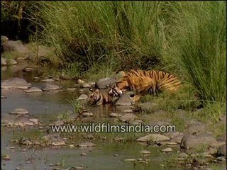 Tigress with its cub at stream
