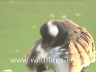 Birds in Sariska wildlife sanctuary