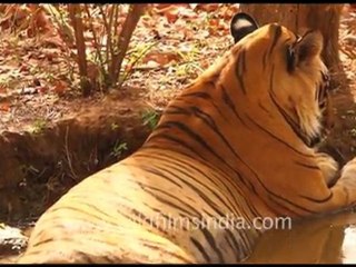 Tiger cooling off in Ranthambore National Park