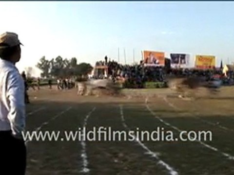 Bullock Cart Race of Rural Olympics