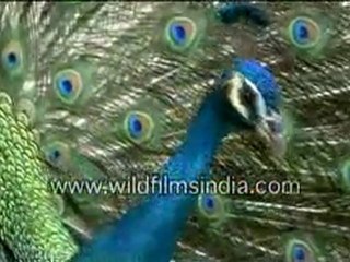 Peacock displaying its feathers