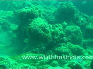 Goat Fish in Andaman