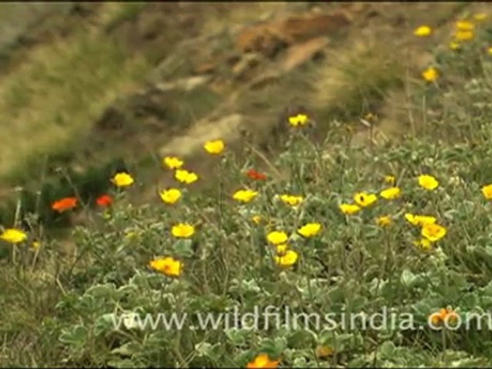 Fuchsias in Landour