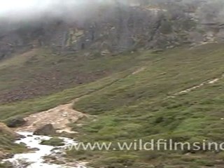 Rhododendrons in a Sikkim landscape