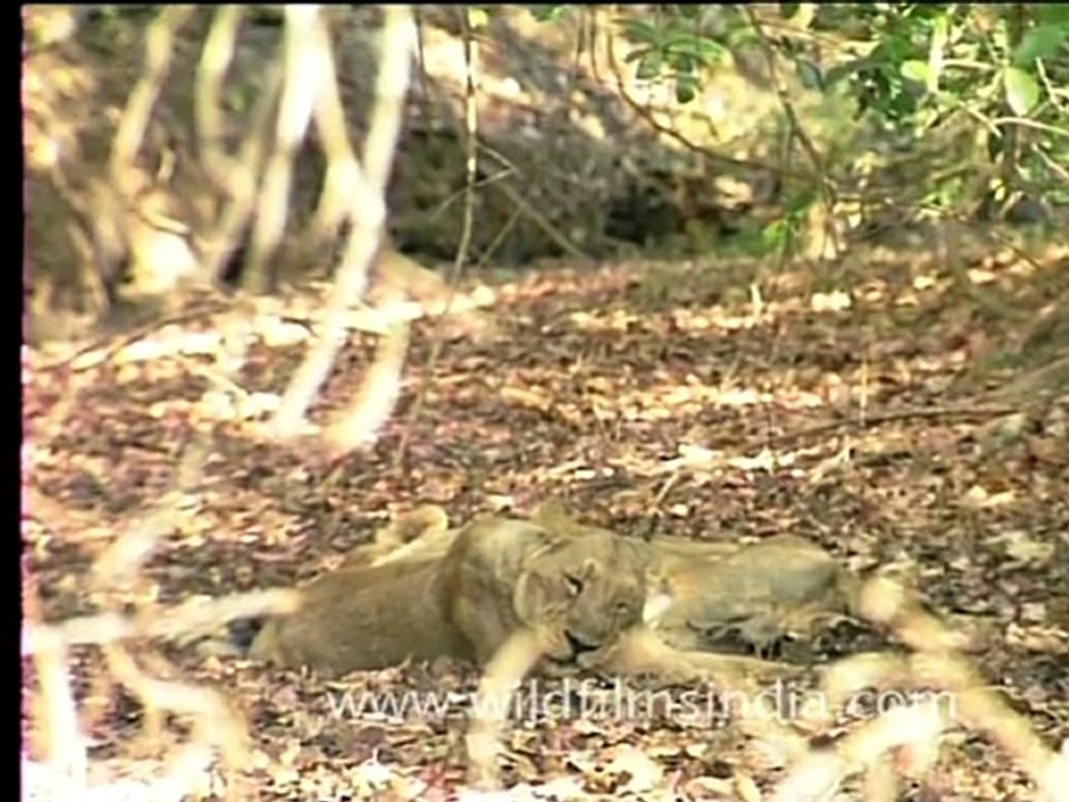 Lioness Hangover