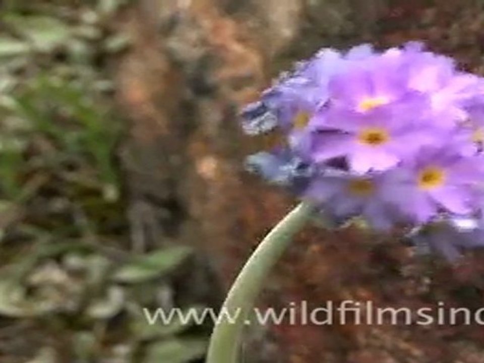 Primulas in Sikkim