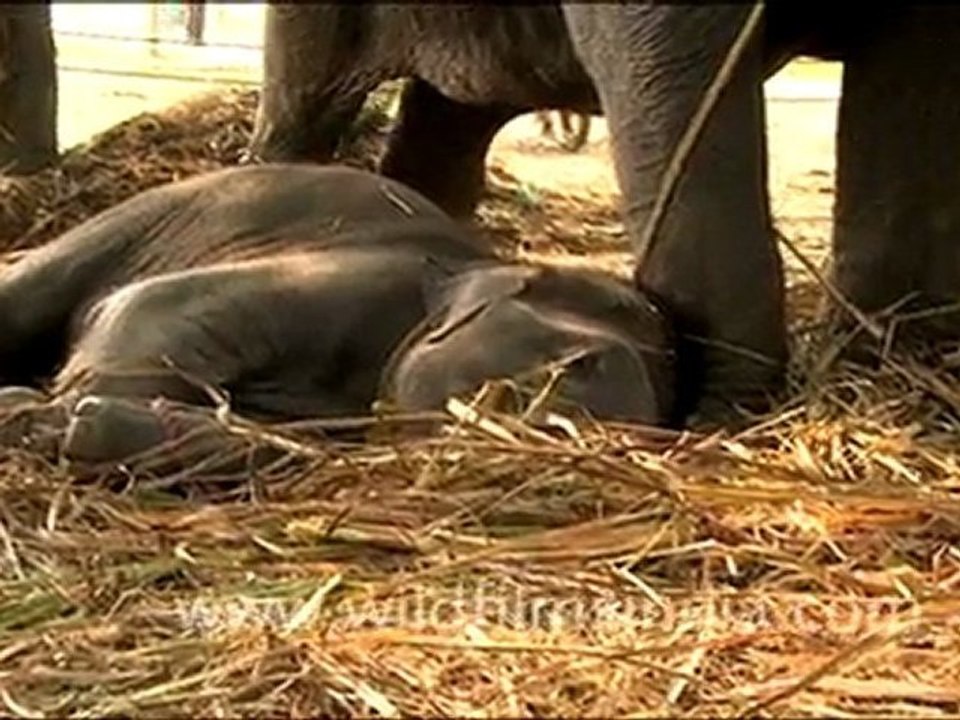 Elephant  in Sonepur Fair, Bihar
