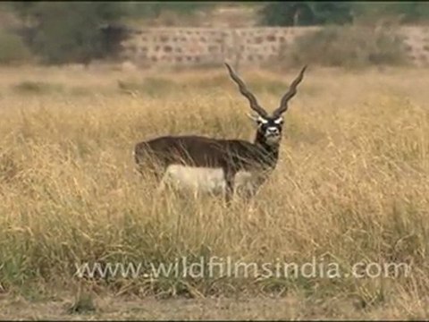 Black Bucks in Tal Chappar Sanctuary, Rajasthan