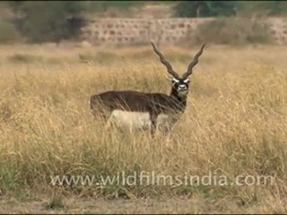 Black Bucks in Tal Chappar Sanctuary, Rajasthan