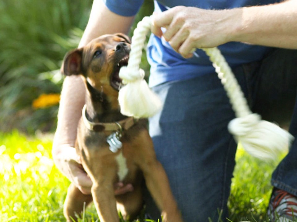 How to stop puppy biting