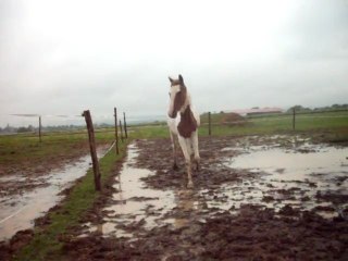 Fiona qui trotte sous la pluie