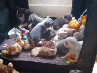 Elevage Des Petits Azteques