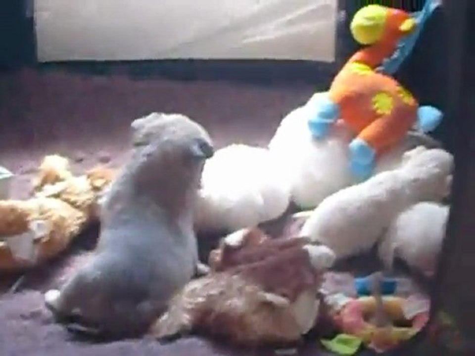 Elevage Des Petits Azteques