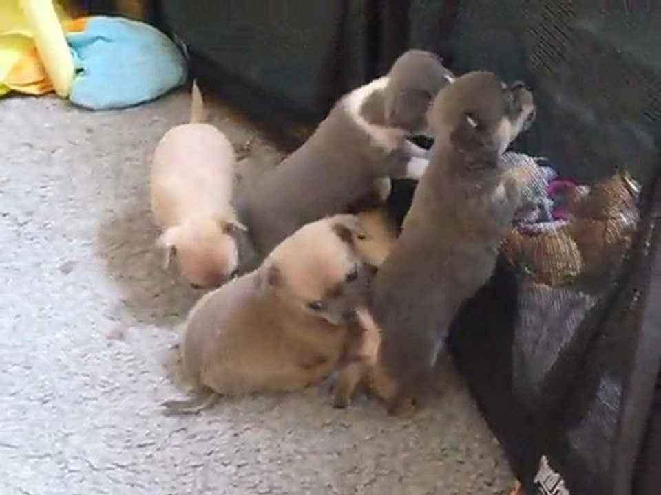 Elevage Des Petits Azteques