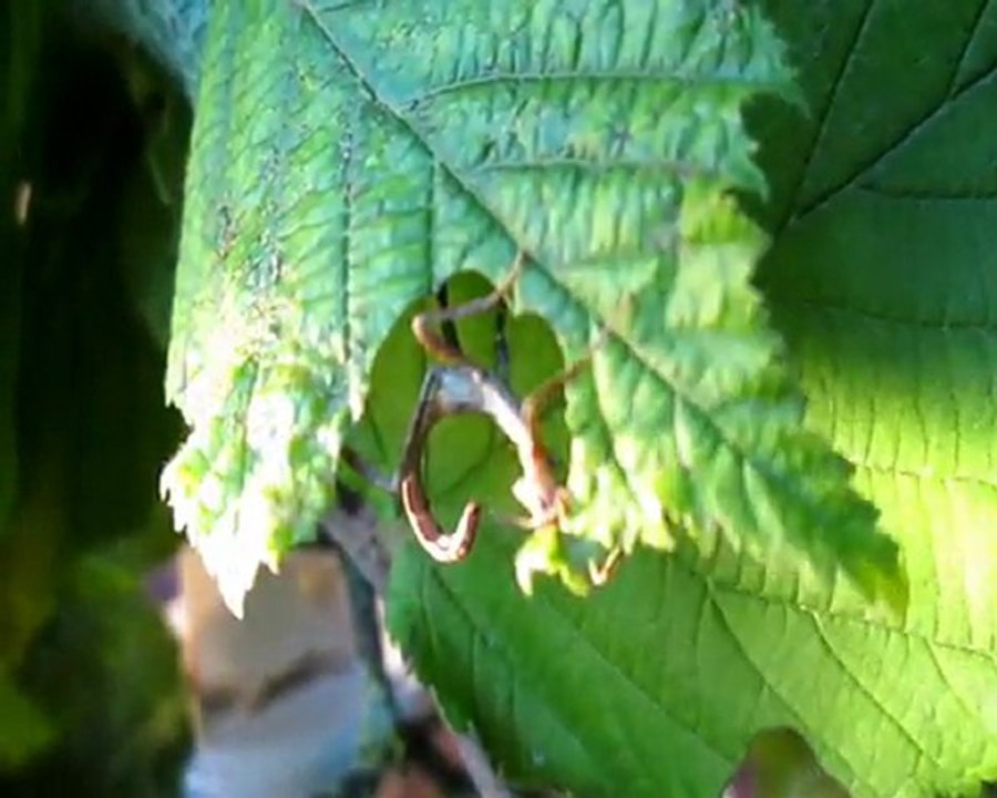 repas d'un de mes Extatosoma  tiaratum ( phasme tiare )   nouveau née