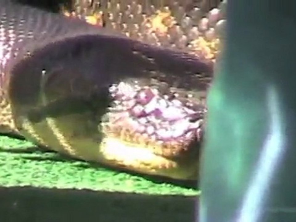 Anacondas in Arizona