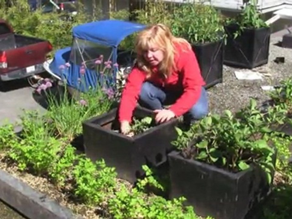 July 22/11 Senga's Vlog How To Grow Potatoes For Harvesting