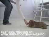 Smart puppy and great trining