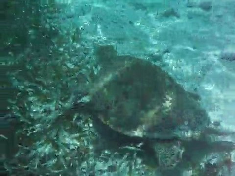 Une jolie rencontre à Caye Caulker