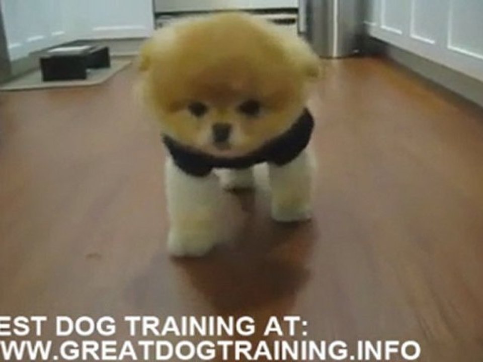 Cute puppy is trying to sit down - funny