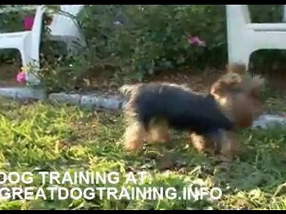 Everything about yorkshire terriers