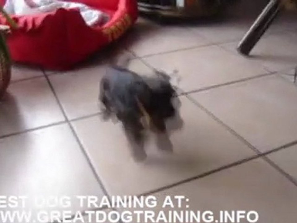 Meet the cutiest yorkshire terrier