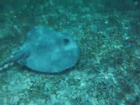 Raie à Caye Caulker