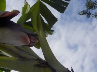 FLEUR DE BANANIER