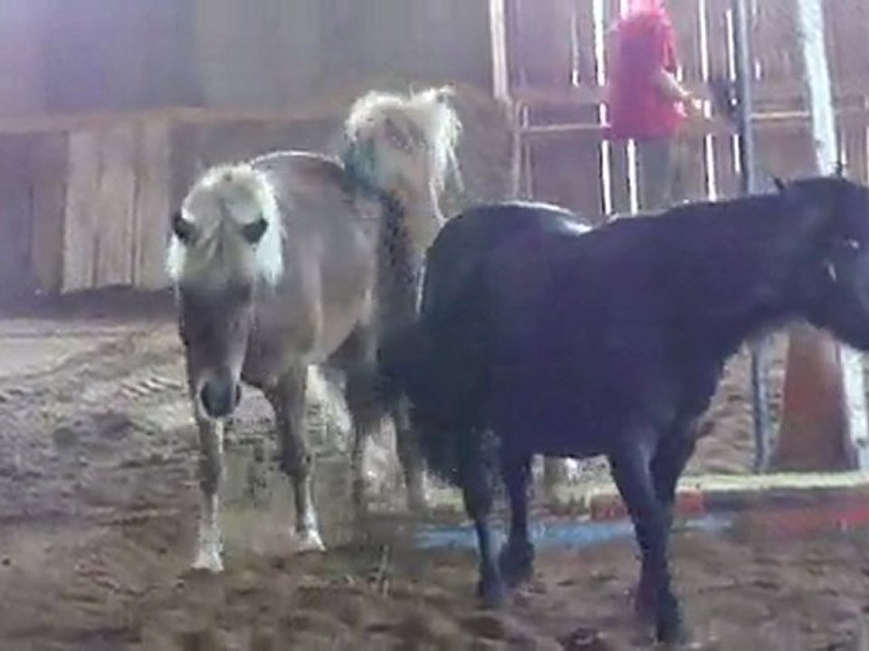 Les poney au manège