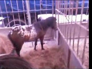 Au nom de l'amitié ***sequence animaux