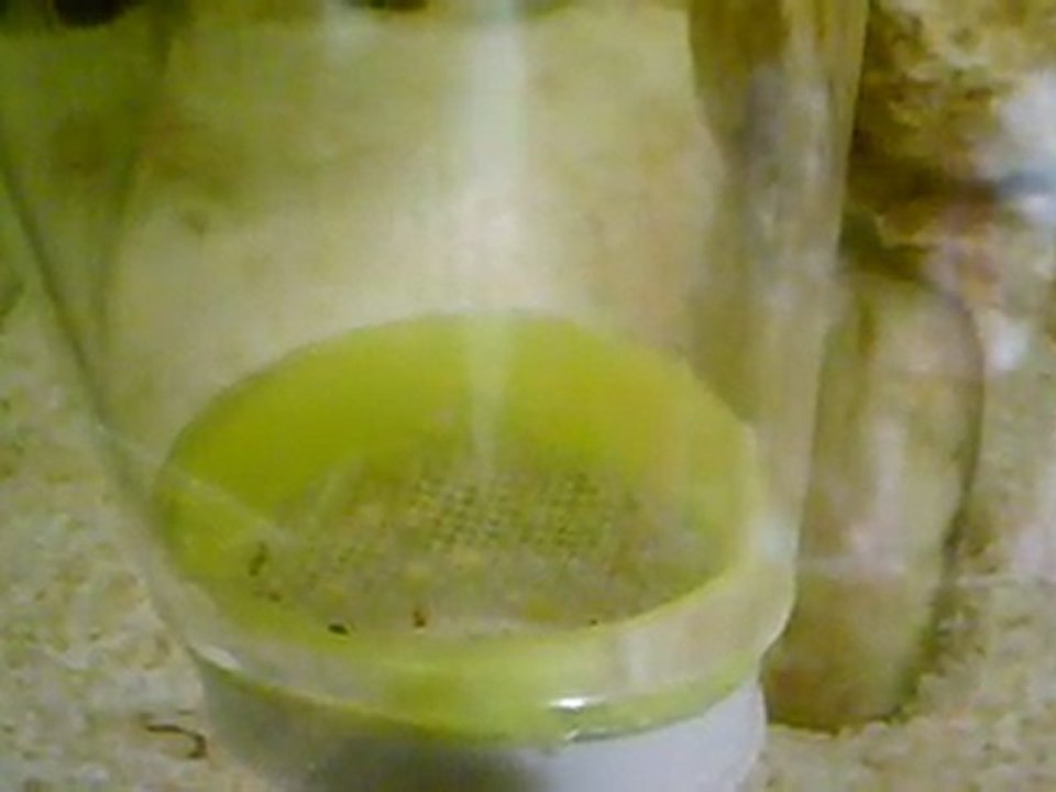 SARI PRENSES YUMURTALARI