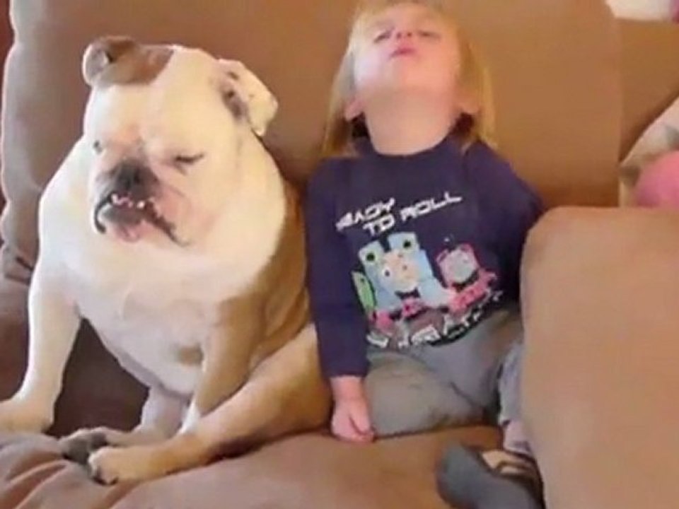 Les chiens dans tous leurs états !
