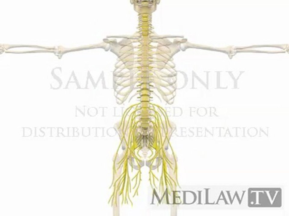 Lumbar Spine Anatomy Central Peripheral Nervous System Nerve Roots