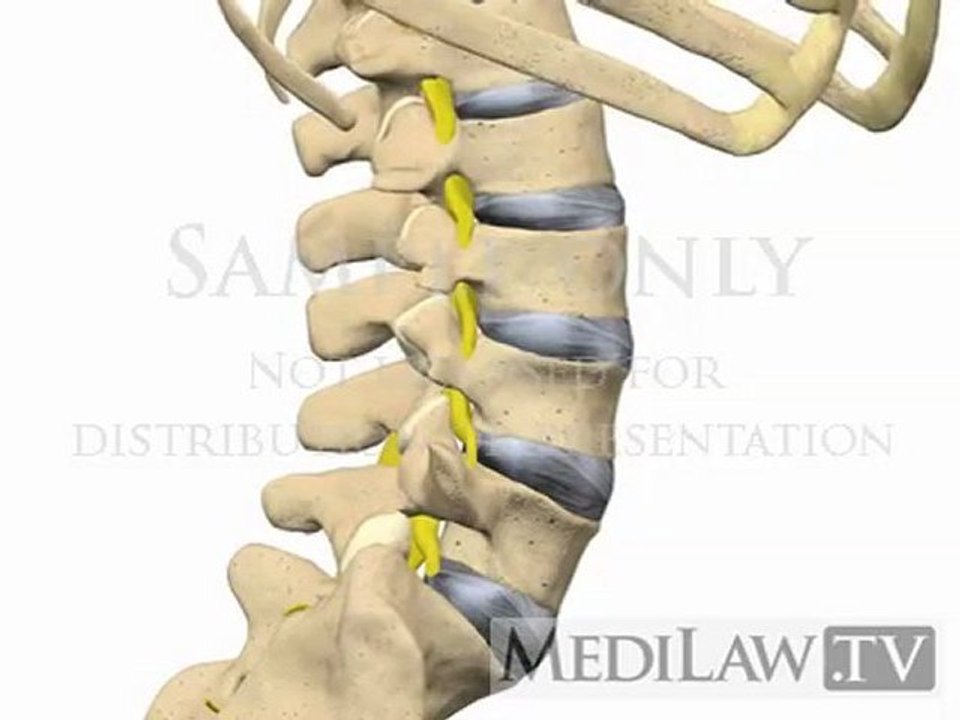 Lumbar Spine Inter-vertebral Movement Rotation Extension chiropractor ...