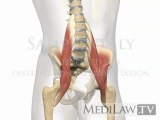 Lumbar Spine Muscles Ilio-psoas physical therapy 3D illustrations