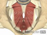 Lumbar Spine Muscles Pelvic Floor chiropractic 3D animations