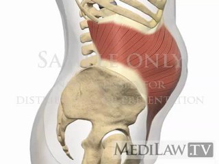 Lumbar Spine Muscles Transversus Abdominis medical education videos