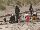 Beached whales die in Scotland