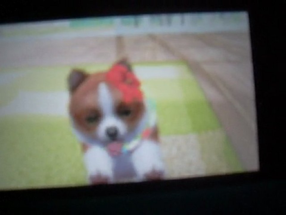 Praline ma petite chienne sur nintendogs+cats