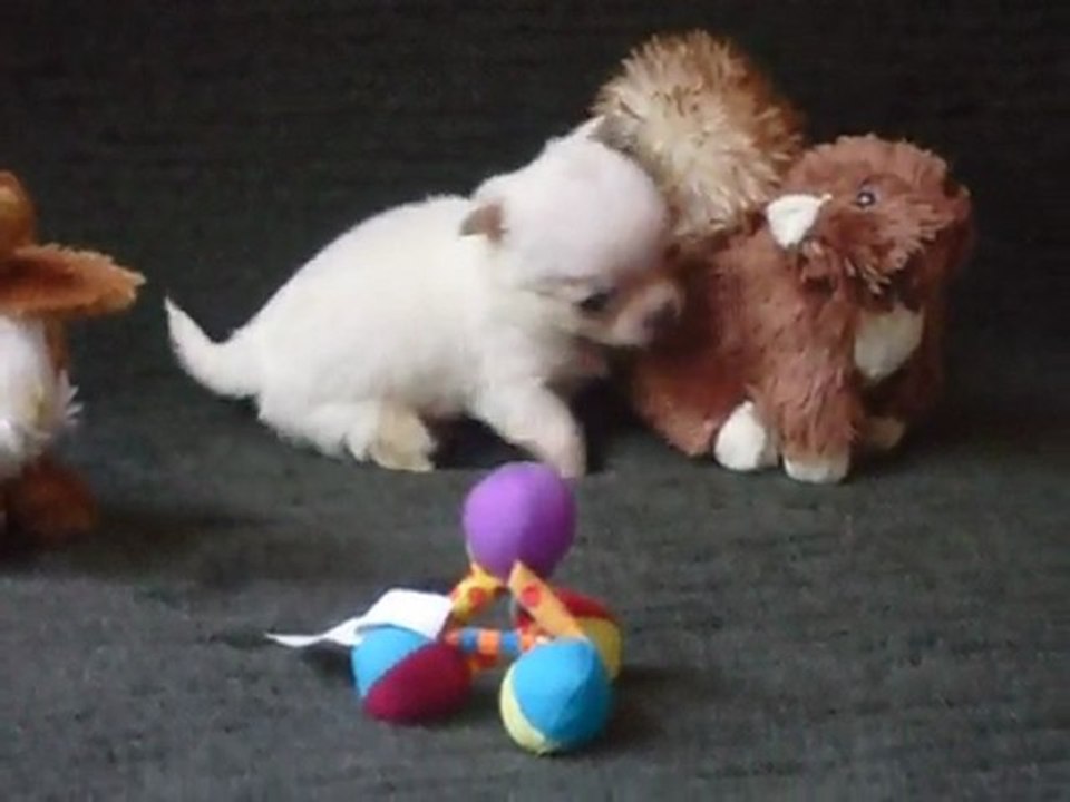 Elevage Des Petits Azteques