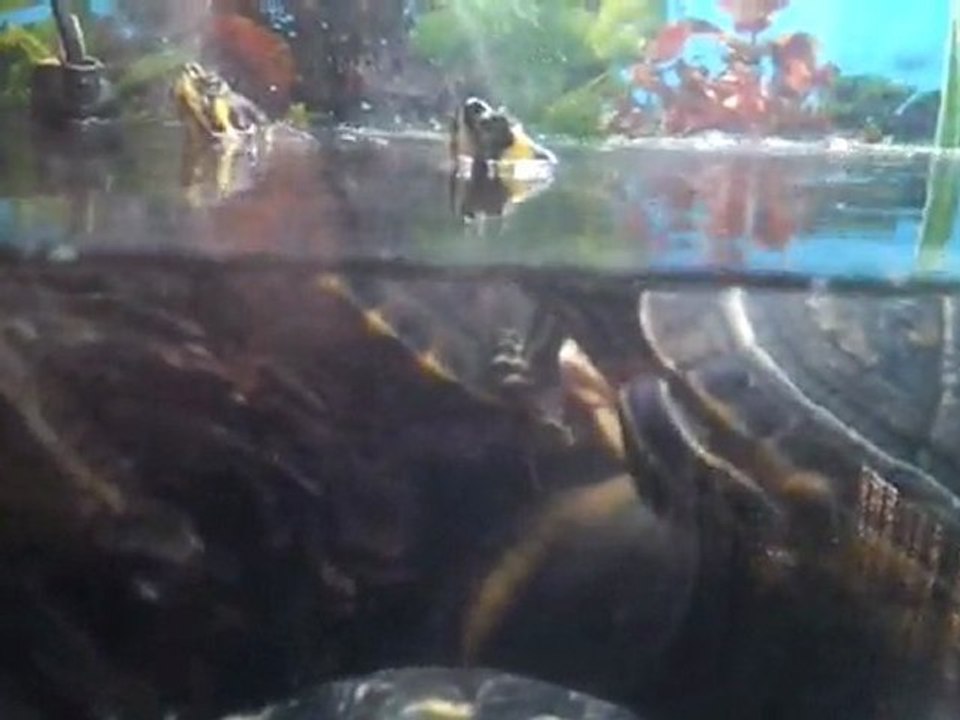 tortues de .........