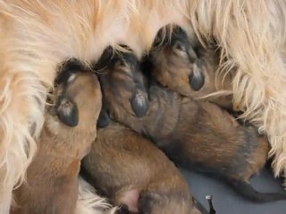 Les petits gloutons