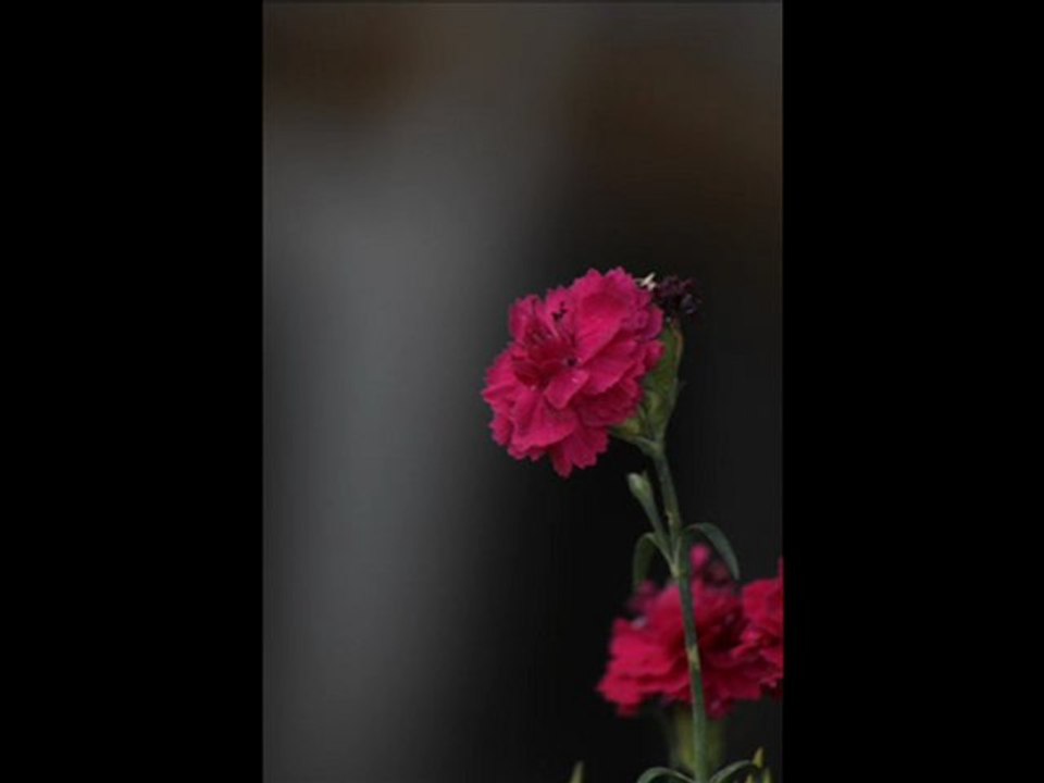 gül yüzlü sevdiğim-Abazlinet