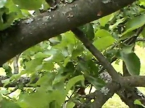 Кошачий взгляд