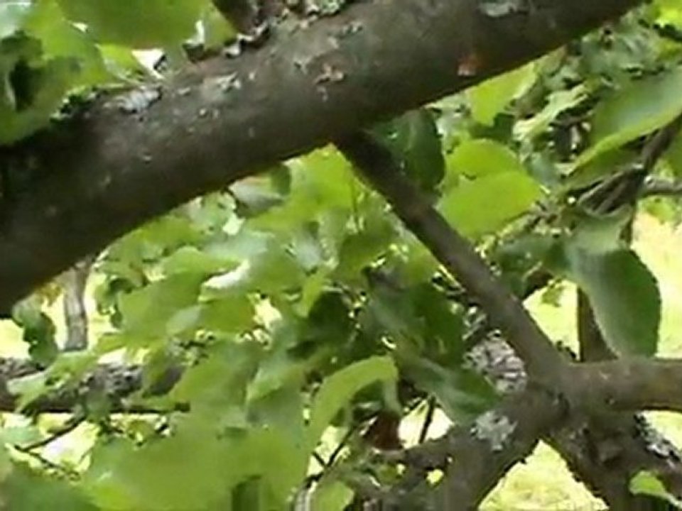 Кошачий взгляд